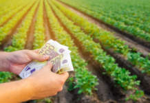 Agricoltura più digitale e sostenibile: il Fondo Innovazione spinge la modernizzazione delle imprese Ismea