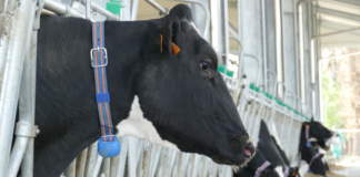 benessere animale