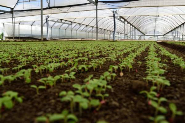 Coralluzzo microclima