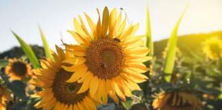 girasole