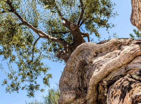 Olivo, lo stress idrico parte dalle radici