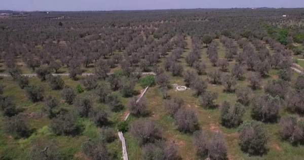 tributi di bonifica xylella