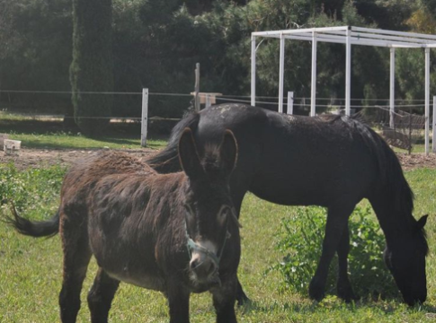 Cavalli, asini, muli, bardotti: verso un nuovo status giuridico?