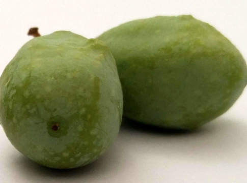 L’eriofide diventa aggressivo negli oliveti superintensivi