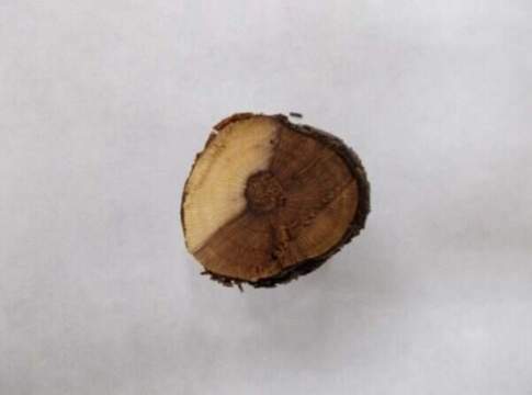 Vite, malattie del legno. Più cura in potatura