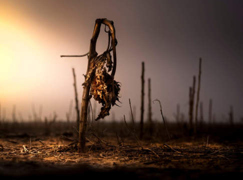 Perderemo la guerra contro i parassiti?