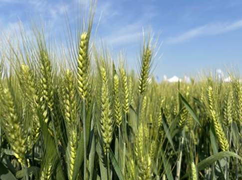 Frumento duro, più qualità e reddito con la ricerca genetica frumento duro