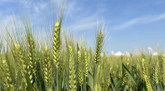 Frumento duro, più qualità e reddito con la ricerca genetica frumento duro