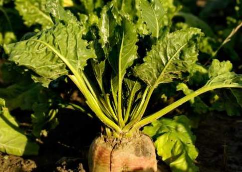 fertilizzanti per barbabietola