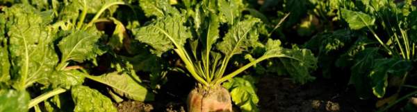 fertilizzanti per barbabietola