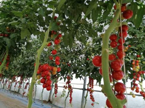 assorbimento potassio microrganismi