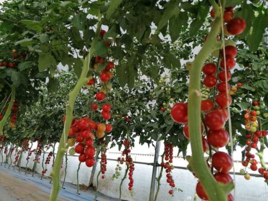 assorbimento potassio microrganismi