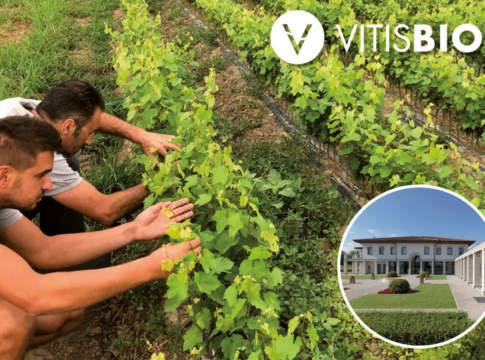 barbatelle innestate vite