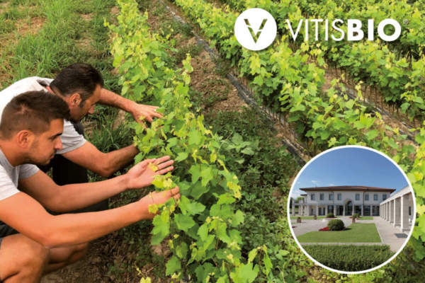 barbatelle innestate vite