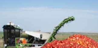 pomodoro da industria