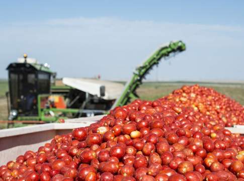 Pomodoro da industria, al nord rese sotto la media pomodoro da industria