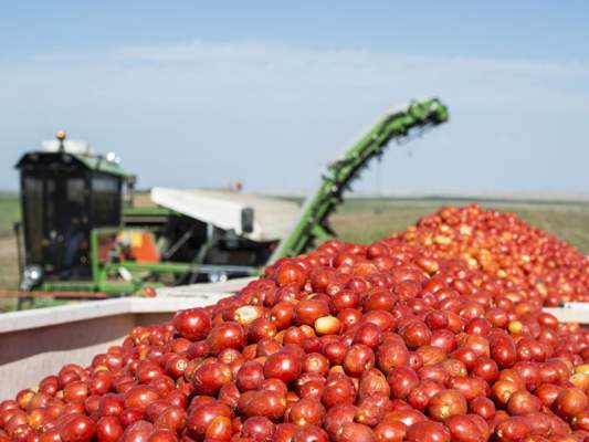 Pomodoro da industria, al nord rese sotto la media