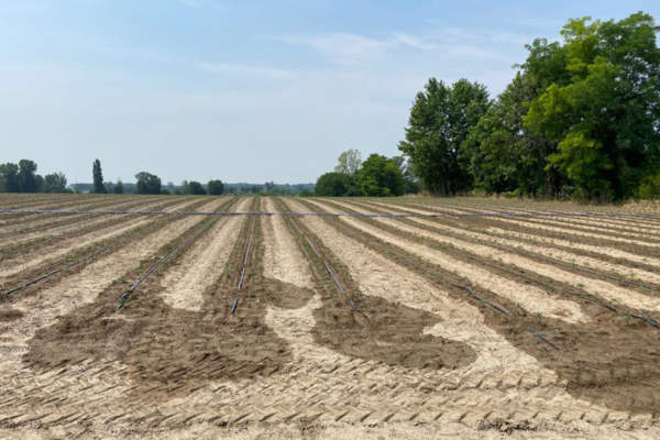 fertilizzanti bio agribios