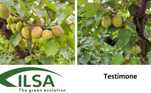 aumento calibro frutti