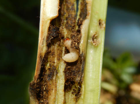 insetti barbabietola