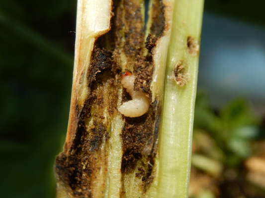 insetti barbabietola