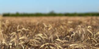 Cereali biologici, Iris rafforza la rete tra campi e trasformazione