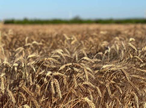 Cereali biologici, Iris rafforza la rete tra campi e trasformazione