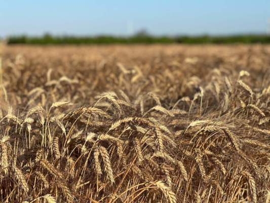 Cereali biologici, Iris rafforza la rete tra campi e trasformazione Cereali biologici, Iris rafforza la rete tra campi e trasformazione