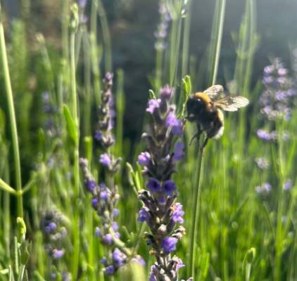lavanda officinale