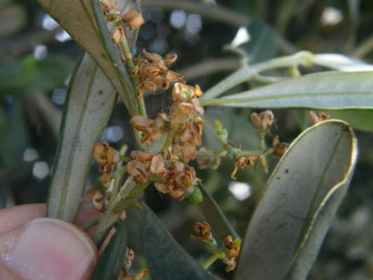 quando trattare la tignola