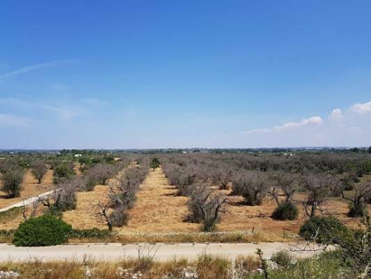 novixgen olivicoltura