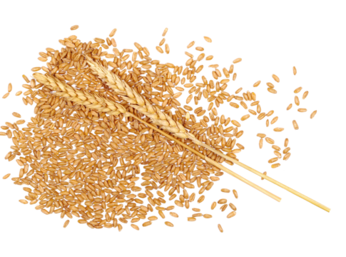 L’insostenibile leggerezza del grano