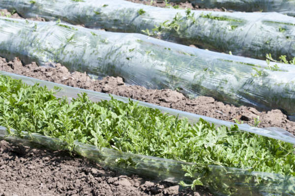 Cocomero stanchezza radicale