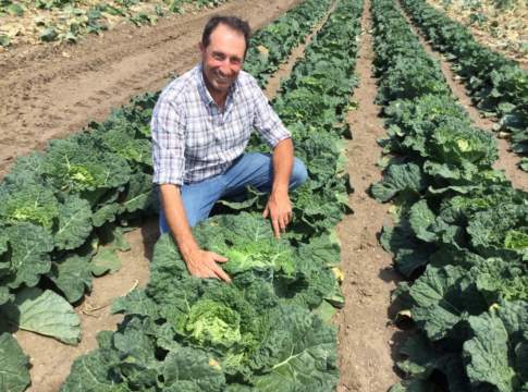 nuove sementi syngenta