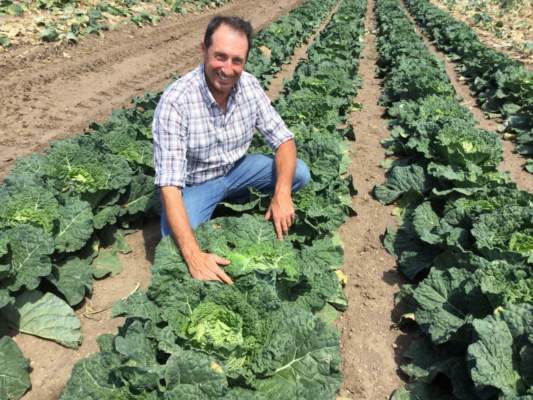 nuove sementi syngenta