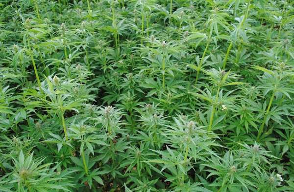 infiorescenze canapa