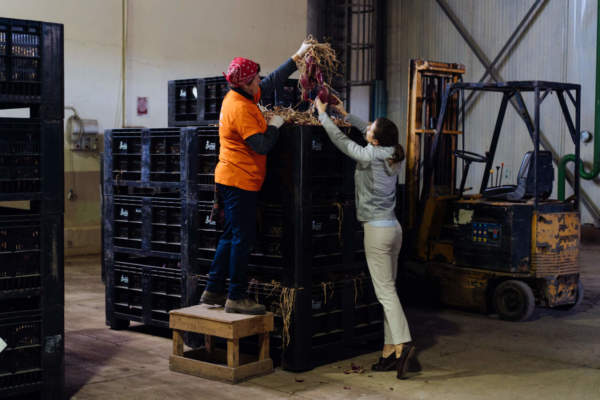 cassoni stampati alimenti