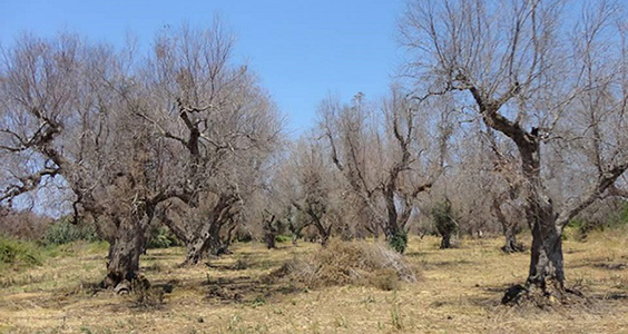 progetto novixygen olivicoltura