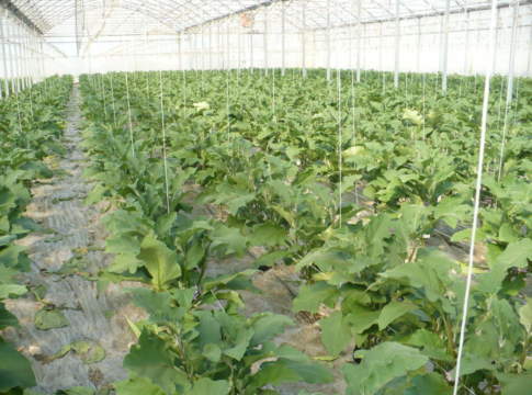 lotta ai nematodi galligeni