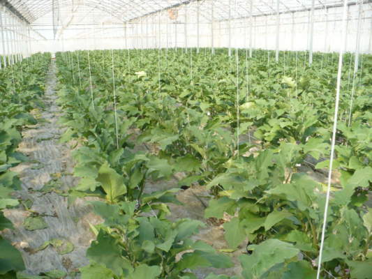 lotta ai nematodi galligeni