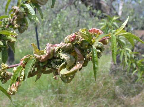 bilanci fitosanitari