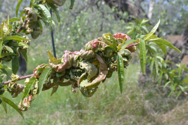 bilanci fitosanitari