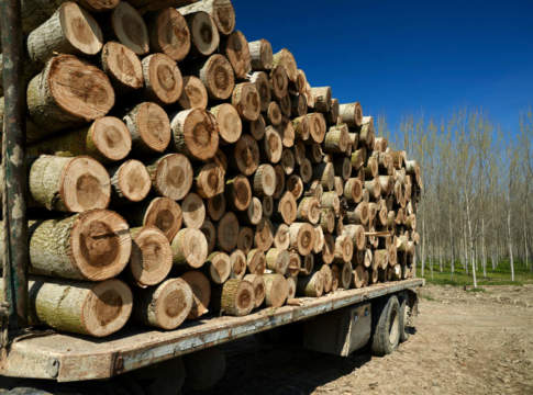 Deforestazione, il Regolamento europeo slitta di un anno deforestazione