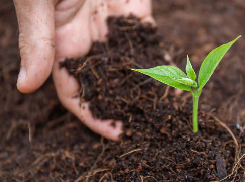 ala gocciolante subirrigazione