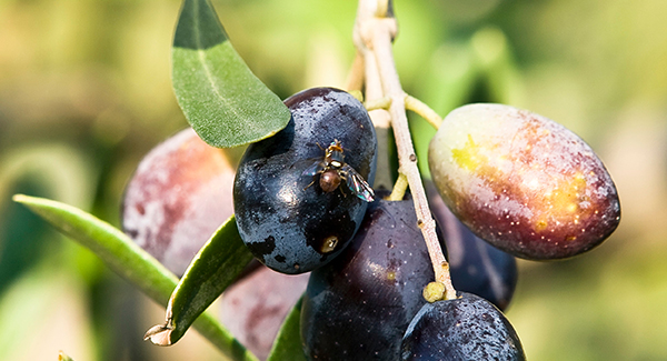 mosca olearia trattamenti