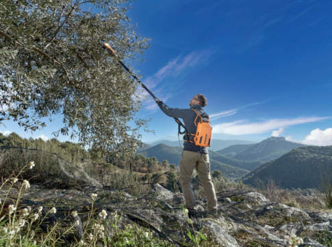 agevolatore raccolta olive