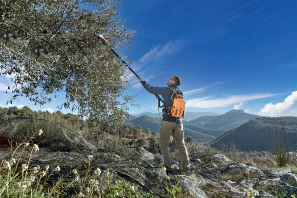 agevolatore raccolta olive