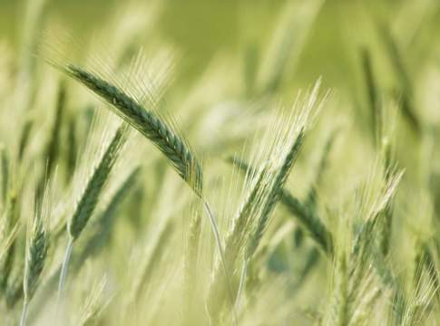 eliminare erbe infestanti