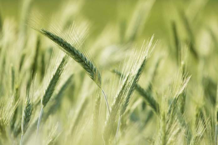 eliminare erbe infestanti