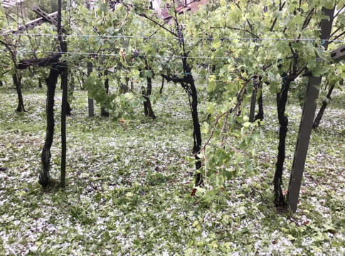 In Italia un terzo dei vigneti assicurati contro gli eventi climatici coperture assicurative